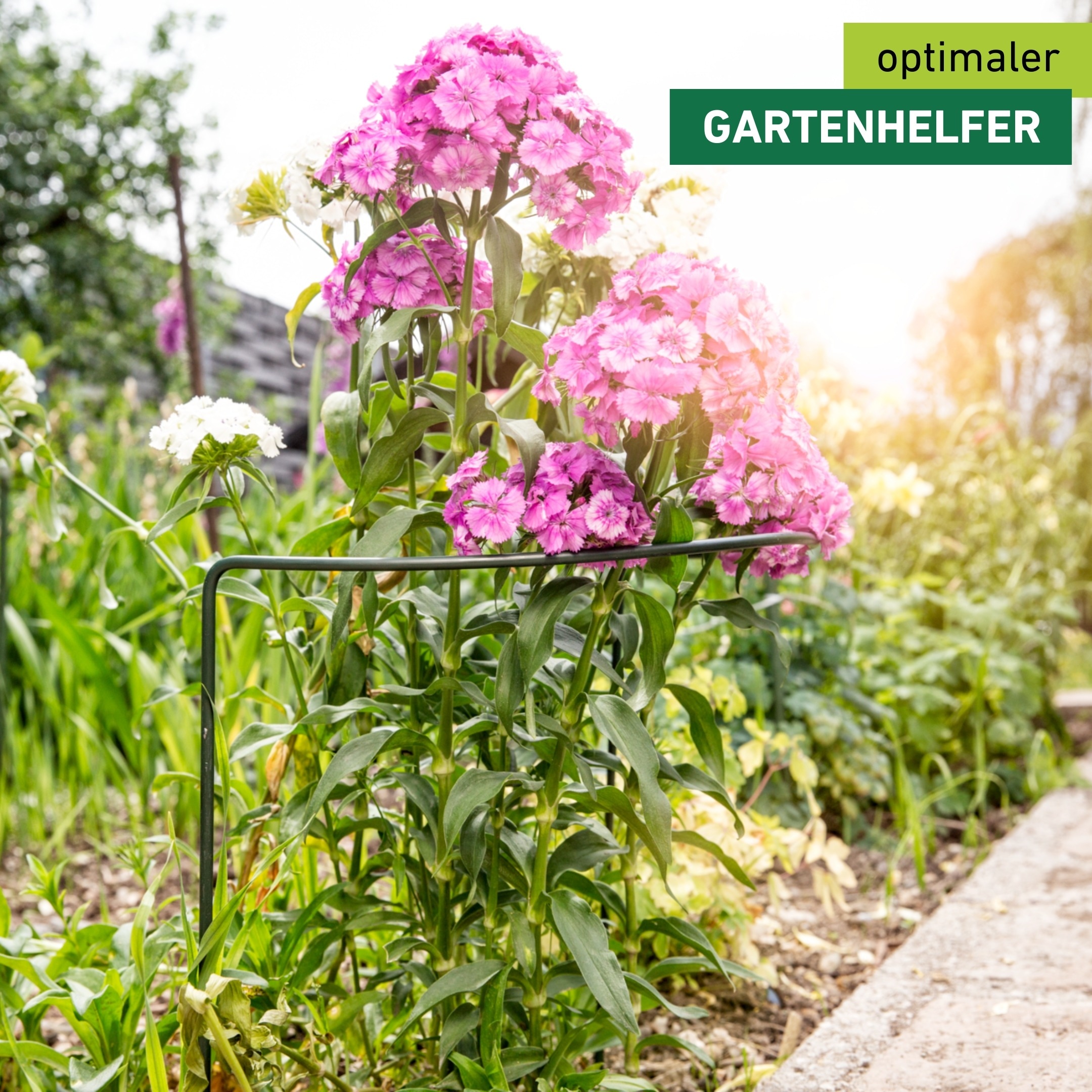 Windhager Rankhilfe »für optimalen Pflanzenwuchs, Staudenstütze« Pflanzstab erhältlich in unterschiedlichen Größen
