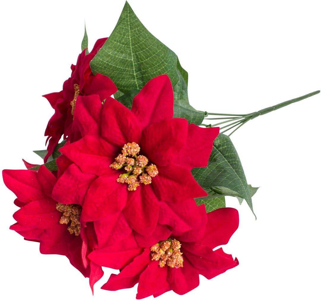 | BAUR mit Blüten« Botanic-Haus Kunstblume kaufen 6 »Weihnachtsstern