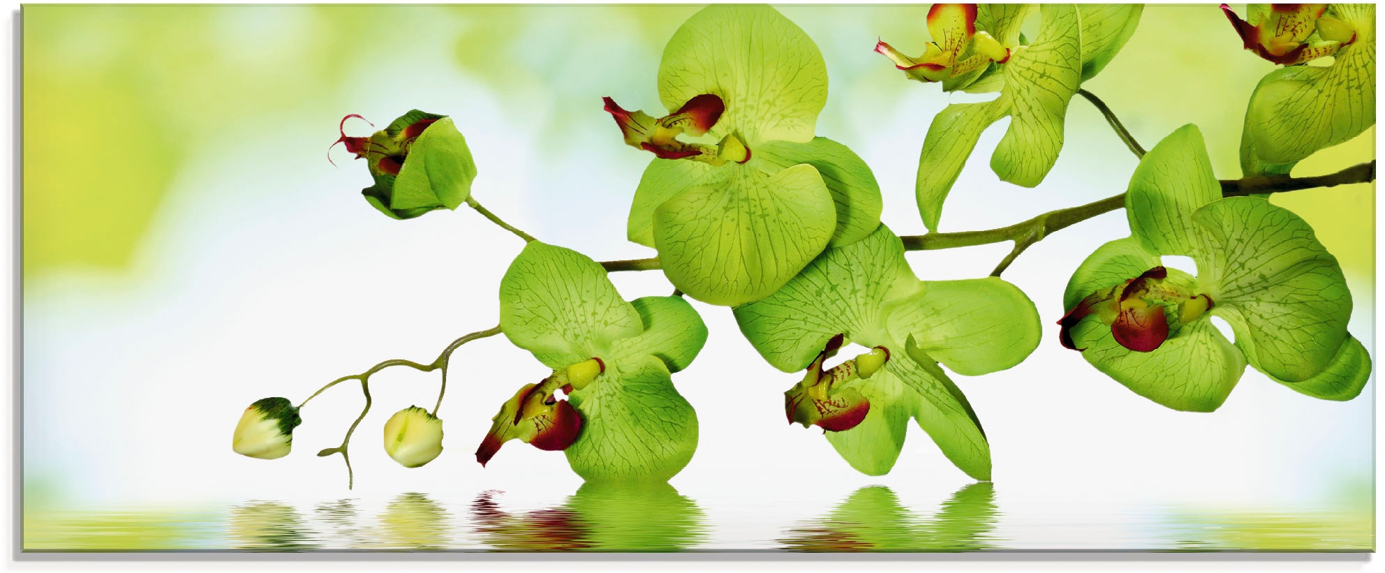Artland Glasbild "Schöne Orchidee mit grünem Hintergrund" 1 Stk. tlg. in ve günstig online kaufen