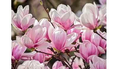 Fototapete »Magnolia Flowers«