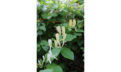 BCM Kletterpflanze »Geißblatt 'Halliana'«, (1 St.), Höhe: 40-60 cm, 1 Pflanze kaufen