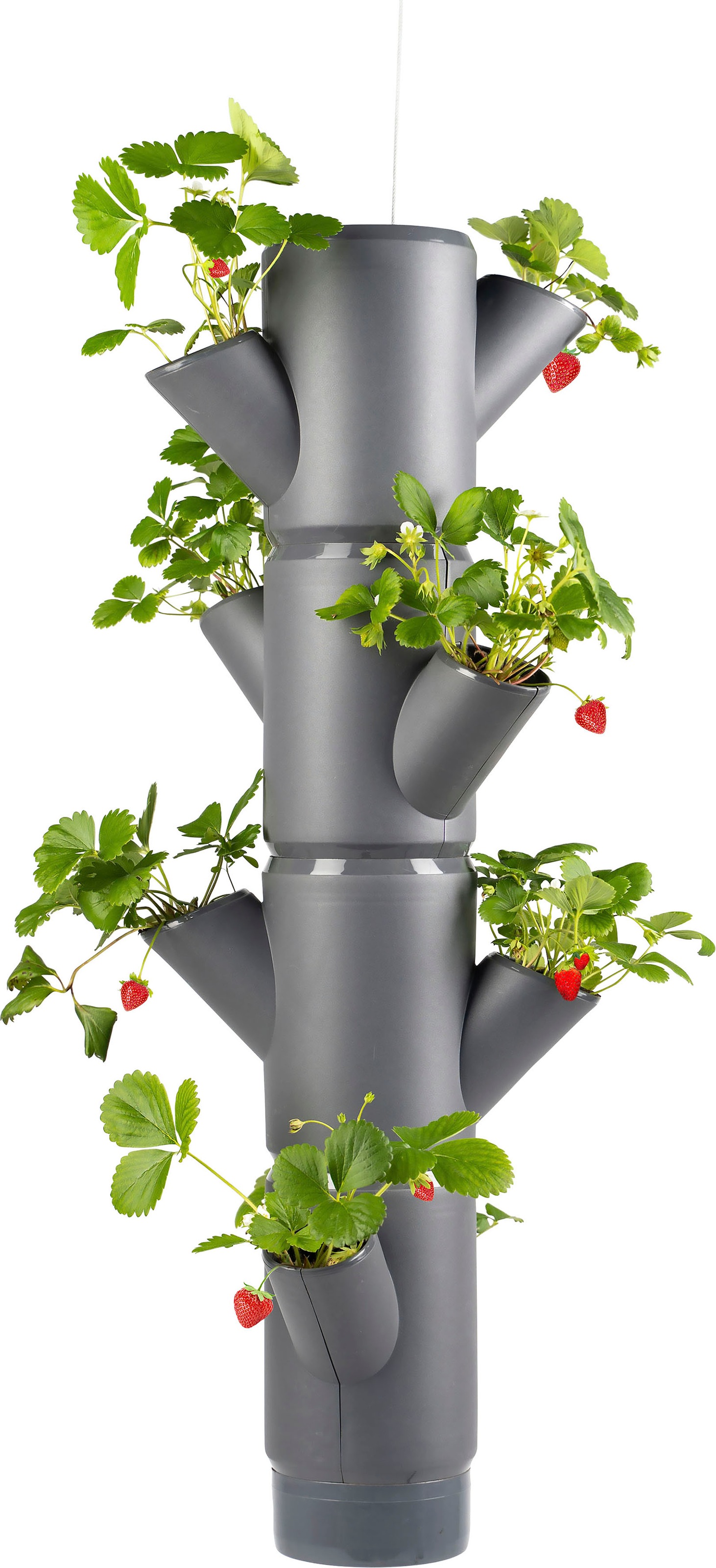 Gusta Garden Pflanzkübel »SISSI Etagen anbauen Erdbeeren inkl. BAUR gemacht | STRAWBERRY Erdbeerampel«, bestellen 4 Hängeset, leicht