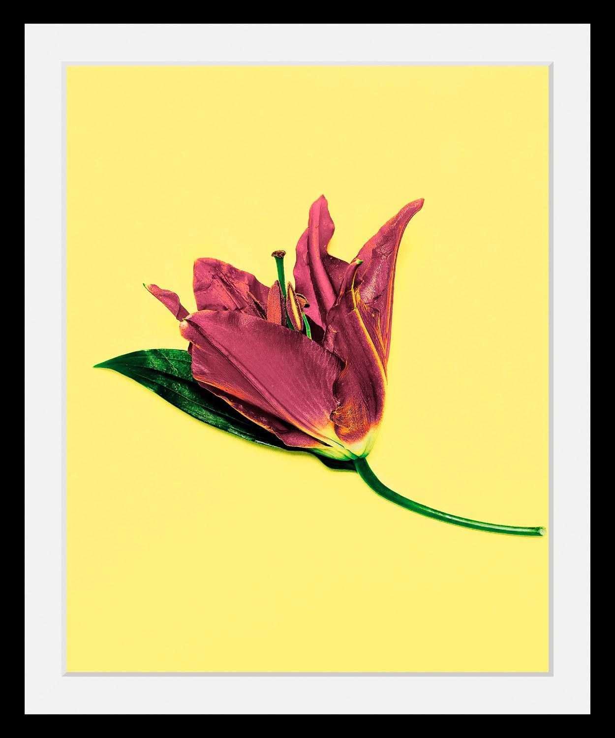 queence Bild »Blume« Blumen | Blumenbilder | Kunst | Pflanzen HD Premium Poster-Druck inkl. Holzrahmen