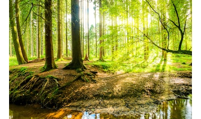 Fototapete »WALD IM FRÜHLING SONNENLICHT«