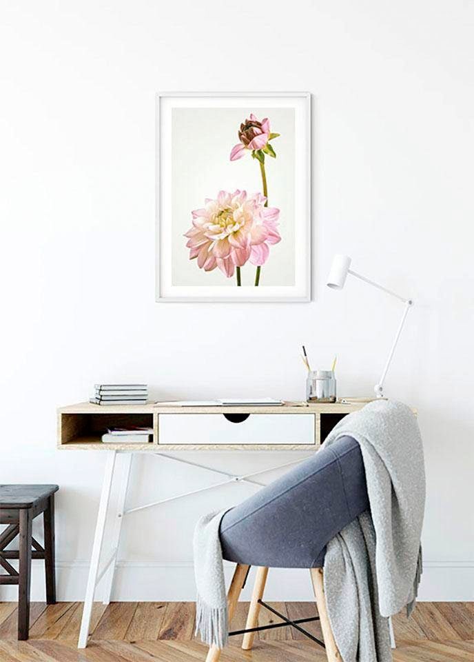 Komar Bild »Dahlia«, Blumen, (1 St.), Wandbild zur Dekoration - ohne Rahmen