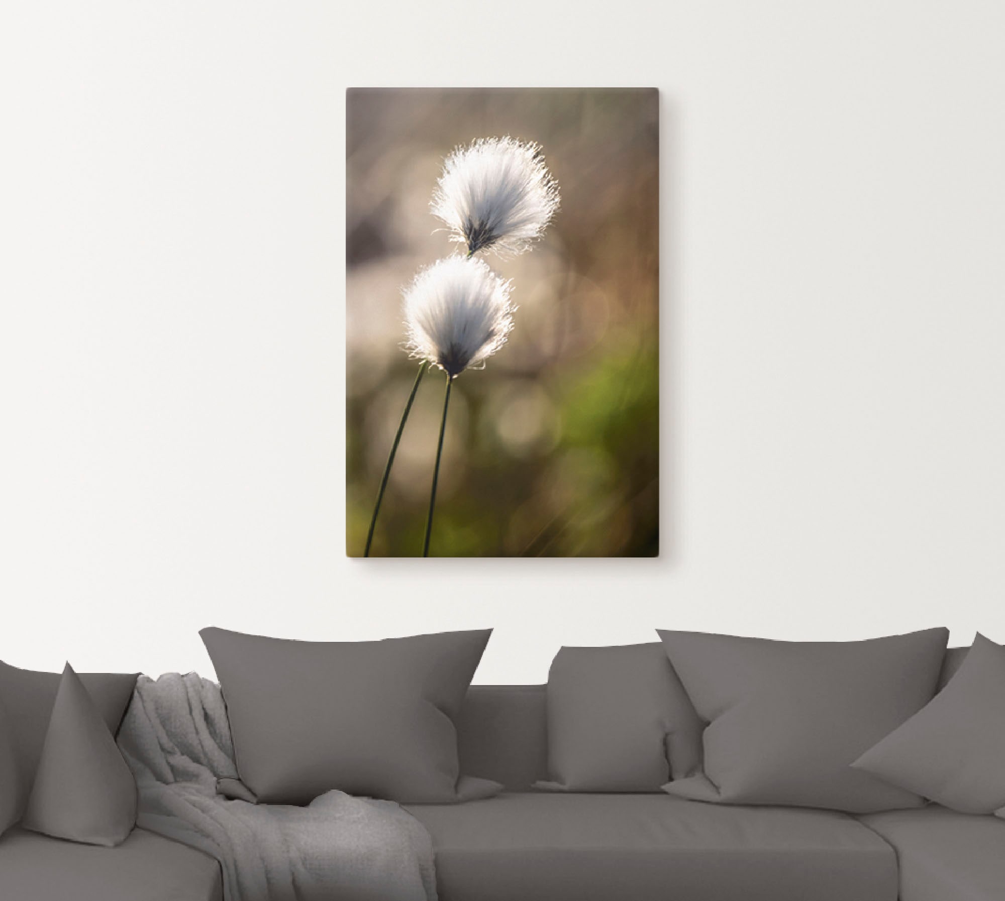 Artland Wandbild »Wollgras I«, Gräser, (1 St.), als Alubild, Outdoorbild, Leinwandbild, Poster in verschied. Größen