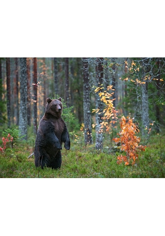 Papermoon Fototapetas »Brown Bear in Autumn Fore...