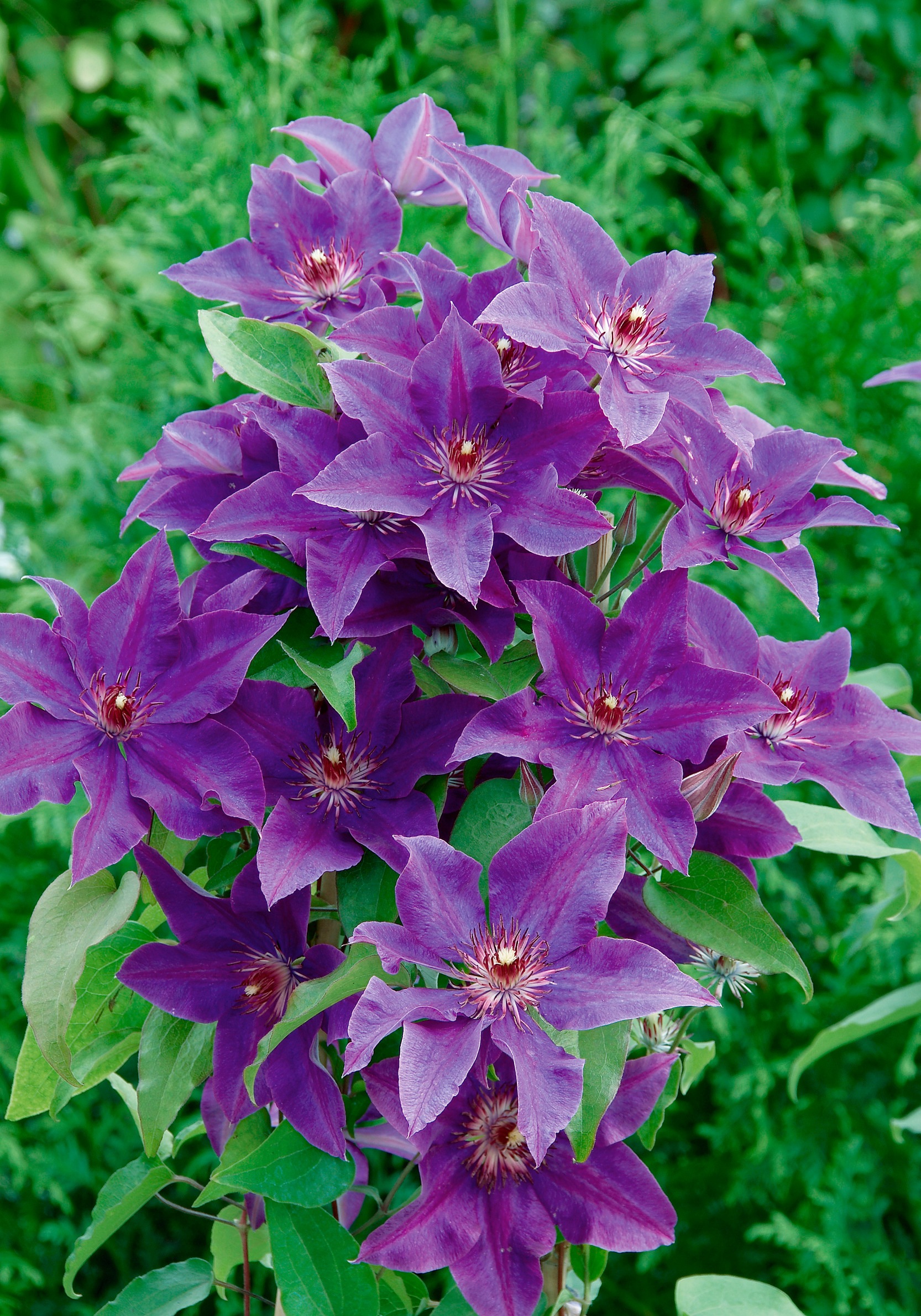 BCM Kletterpflanze »Clematis 'The President'«, (2 St.), Waldrebe-Set: 2 Pflanzen kaufen