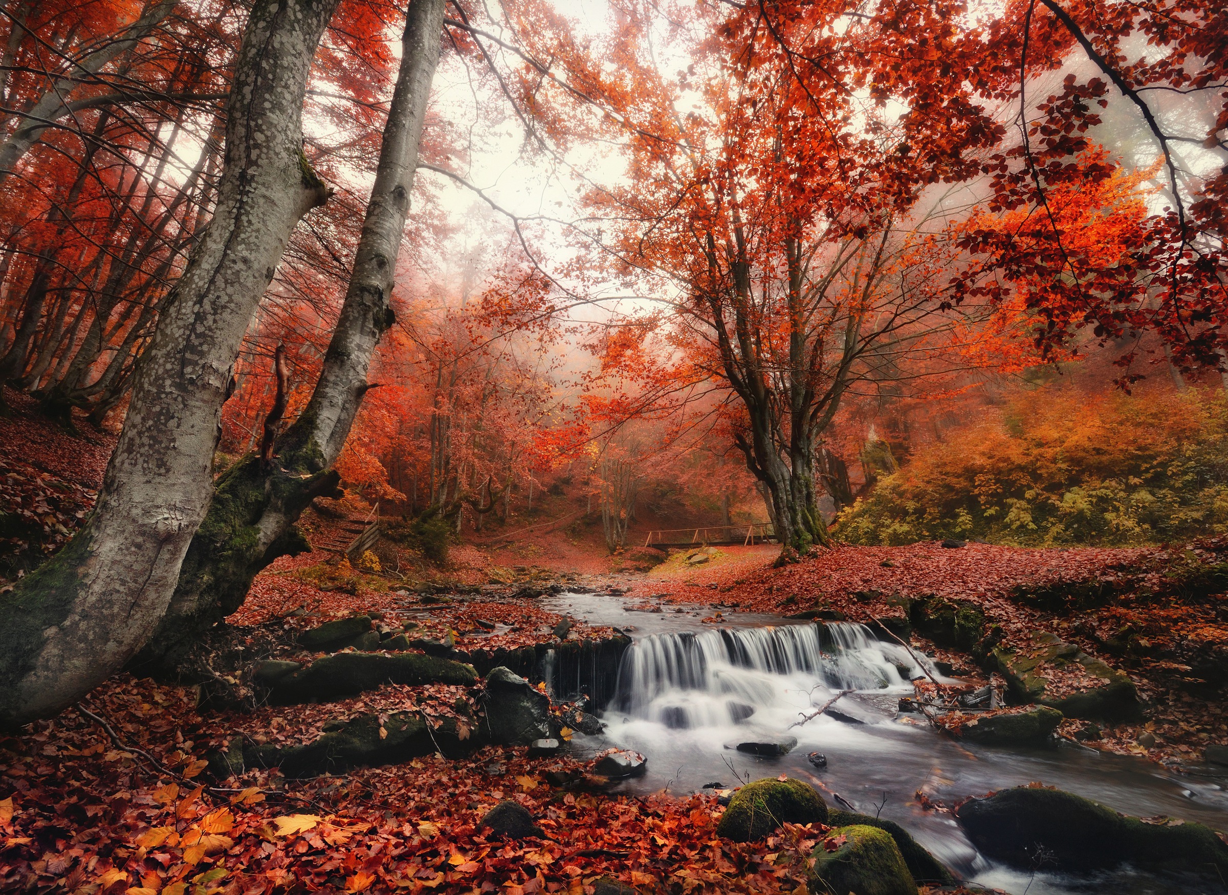 Papermoon Fototapete "Foggy Forest Creek" glatt
