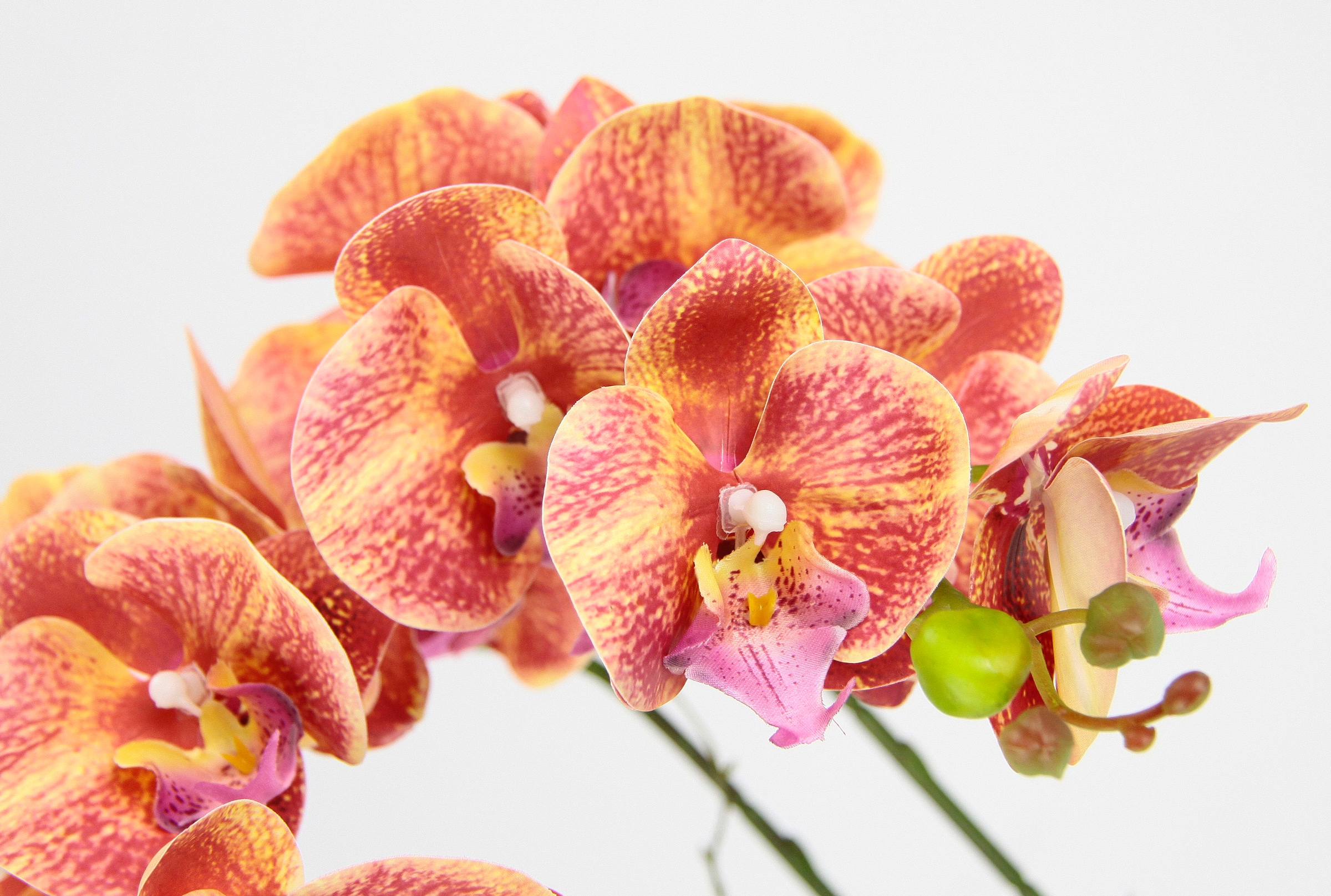 I.GE.A. Kunstblume »Orchidee«, Im Topf Phalaenopsis Orchidee Phalaenopsis  mit Übertopf Hochzeit