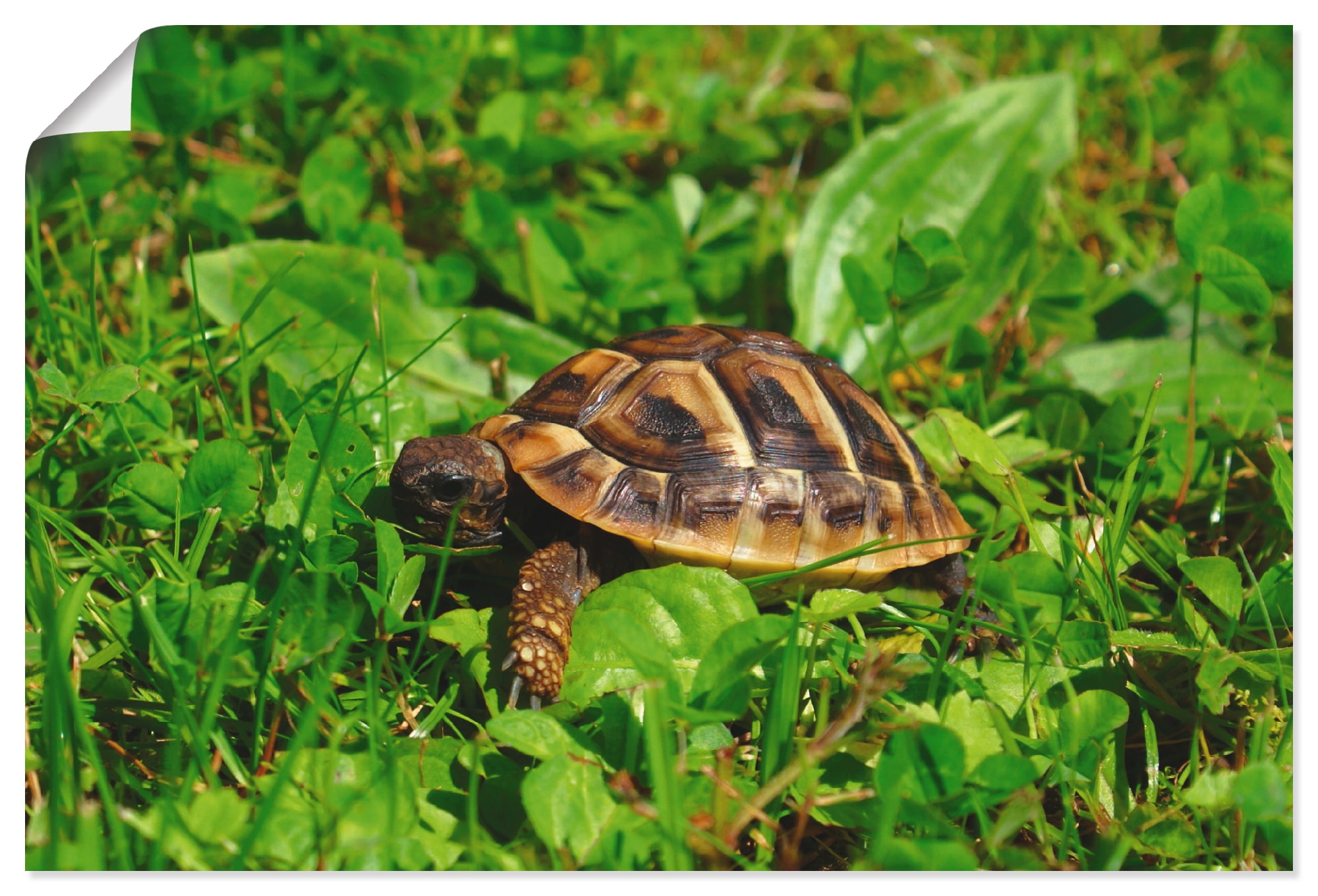 Poster »Griechische Landschildkröten Baby«, Reptilien, (1 St.), als Alubild,...