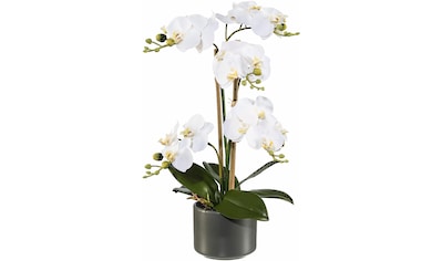 Creativ green Kunstpflanze »Orchidee«, (1 St.) kaufen