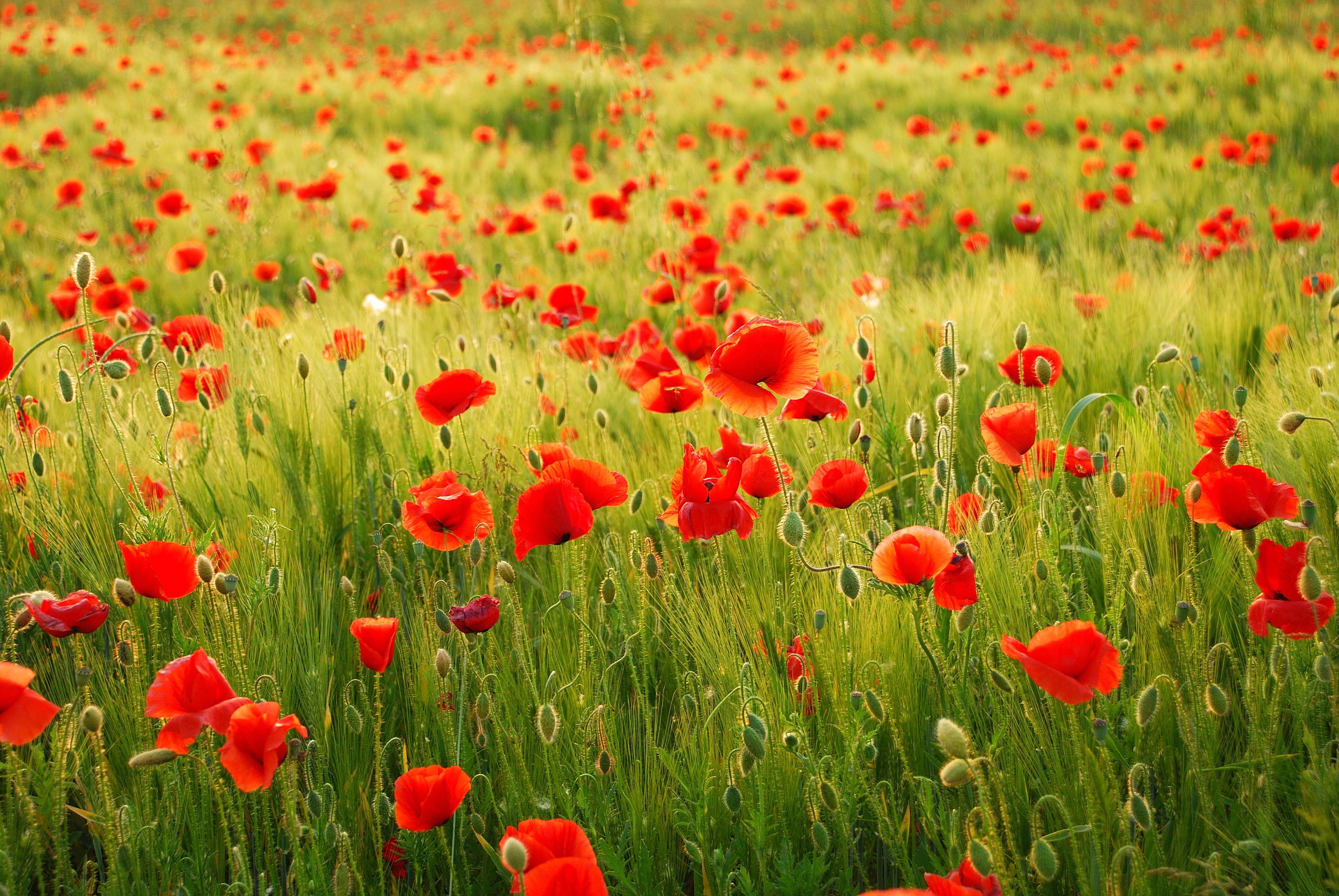 Papermoon Fototapete "Field of Poppies" glatt