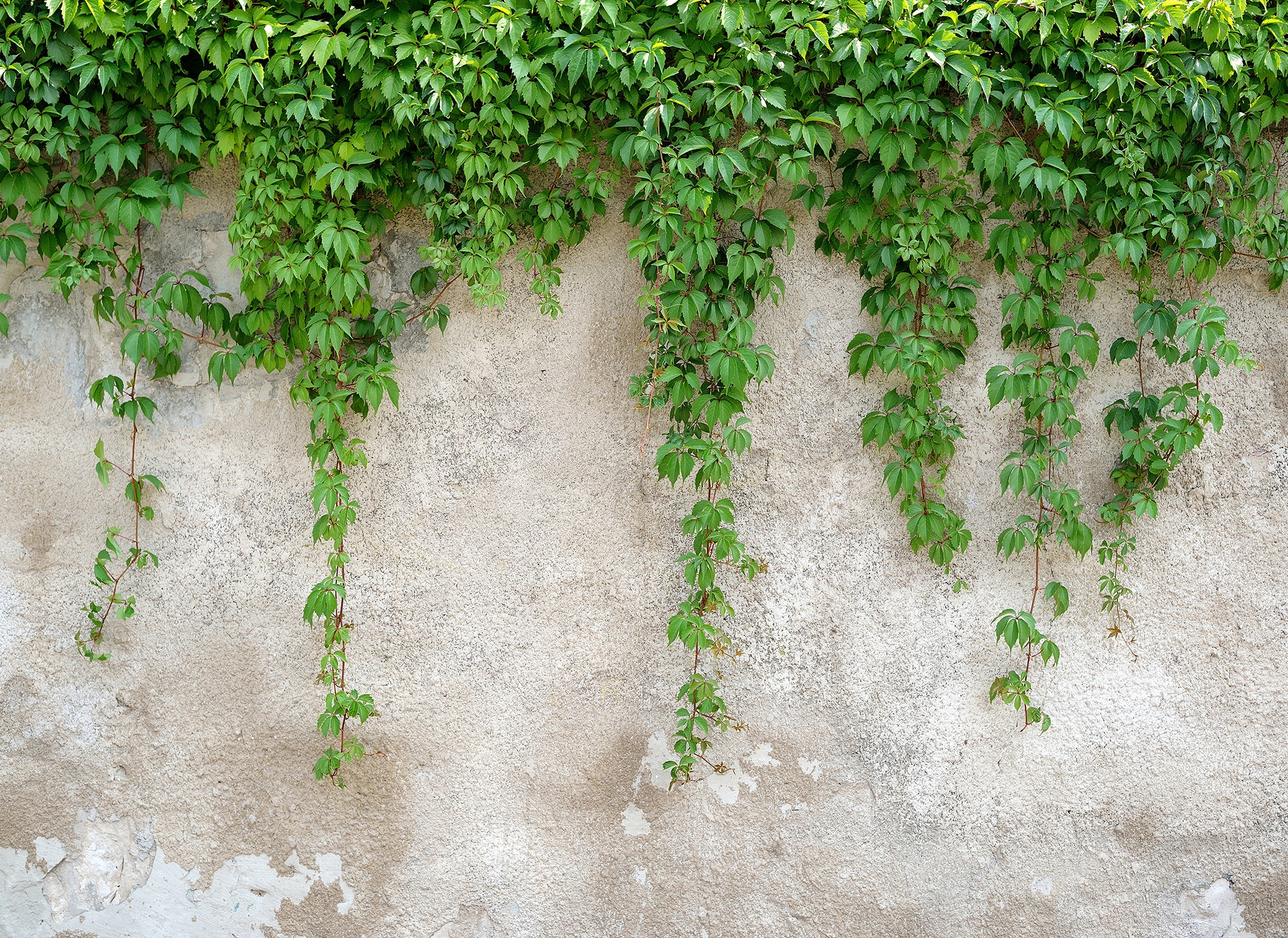 living walls Fototapete "Designwalls Climbing Leaves" glatt Vlies, Wand, Schräge, Decke
