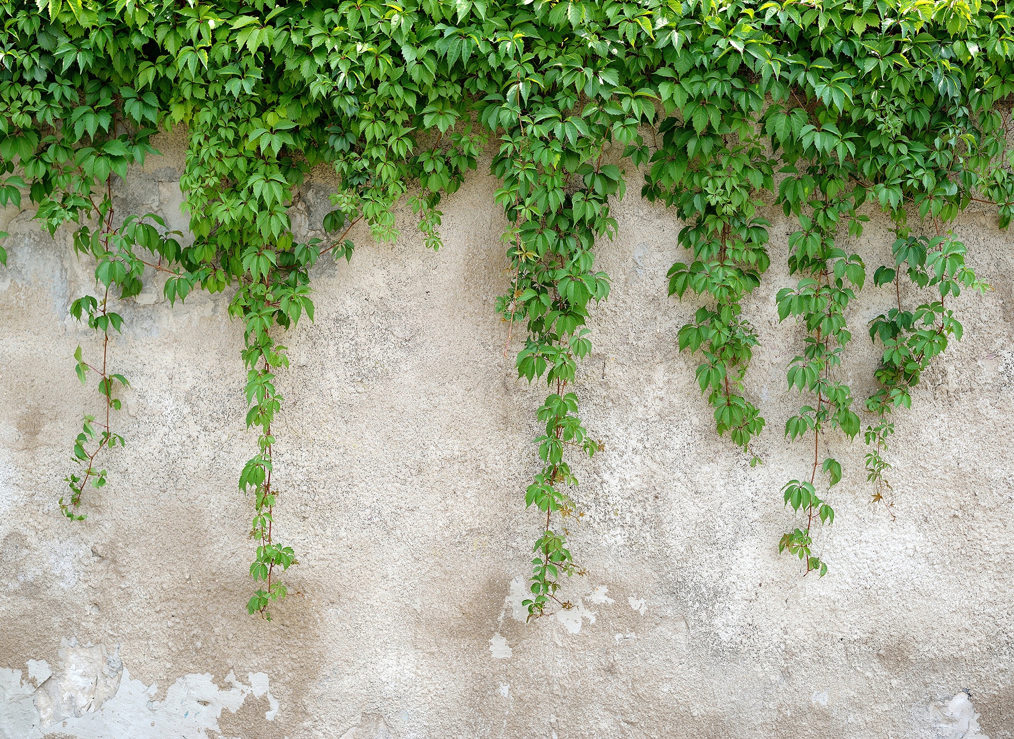 living walls Fototapete "Designwalls Climbing Leaves", Vlies, Wand, Schräge, Decke