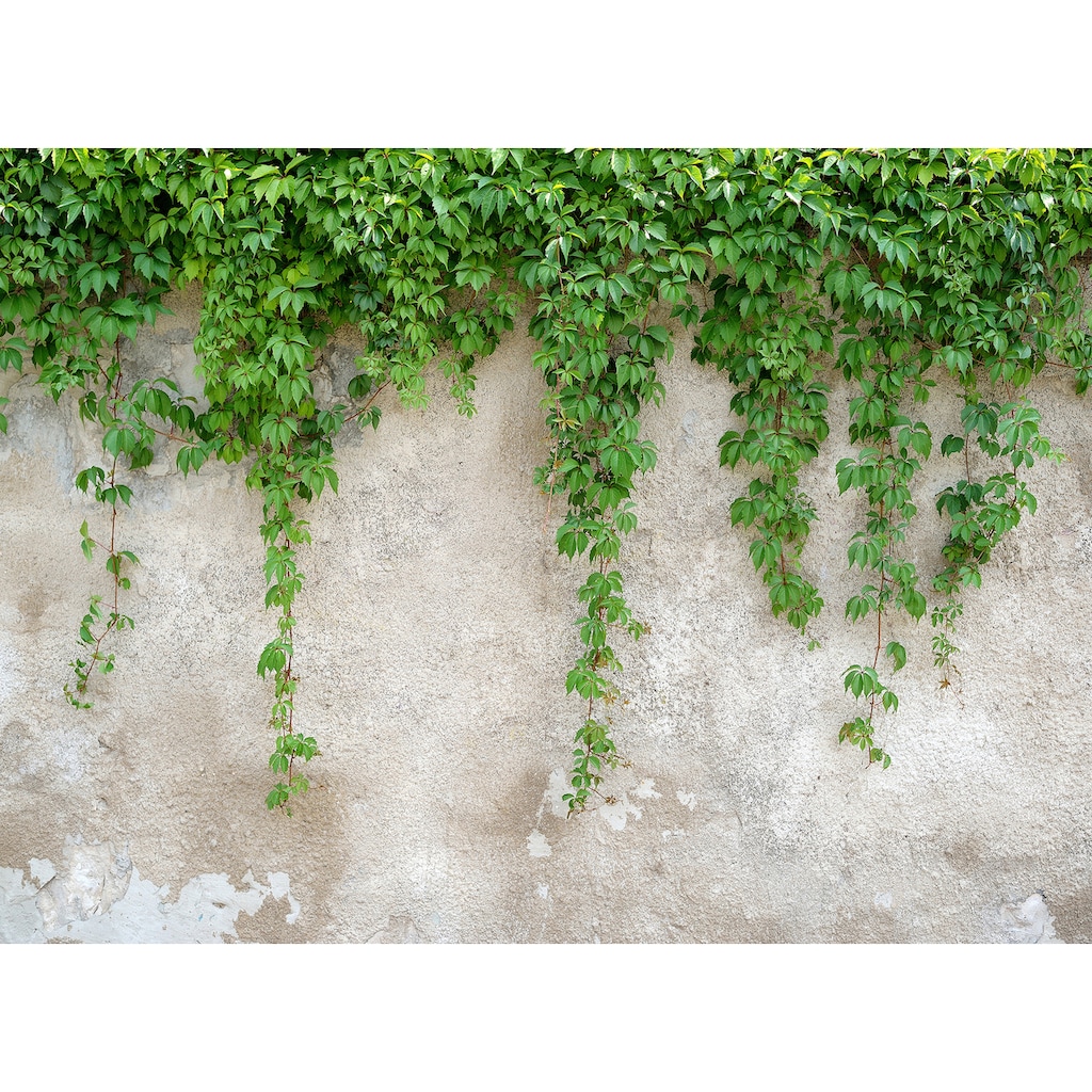 living walls Fototapete »Designwalls Climbing Leaves«