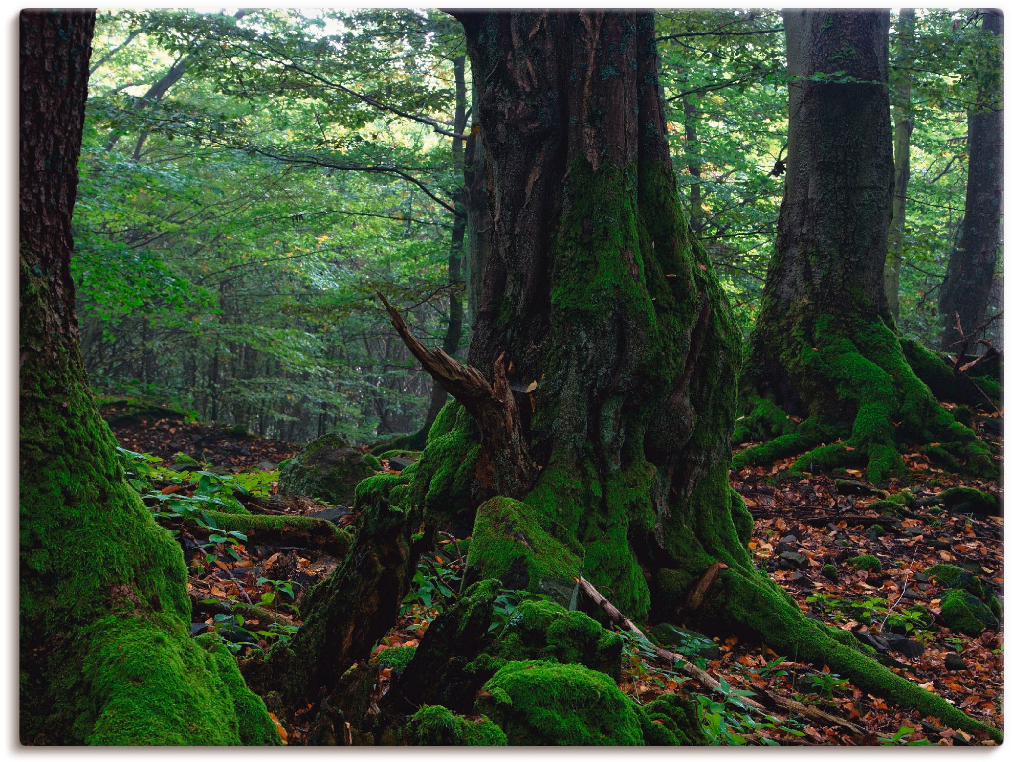 Artland Leinwandbild "Alte Bäume am Kraterrand", Wald, (1 St.), auf Keilrahmen gespannt