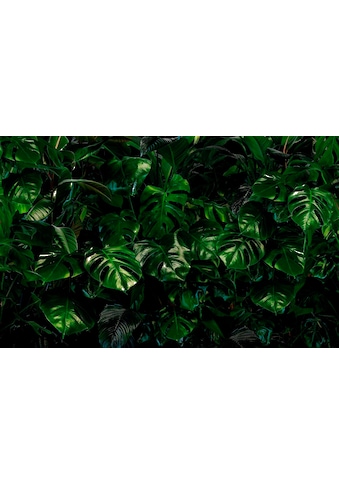 Komar Vliestapete »Tropical Wall« 400x250 cm...