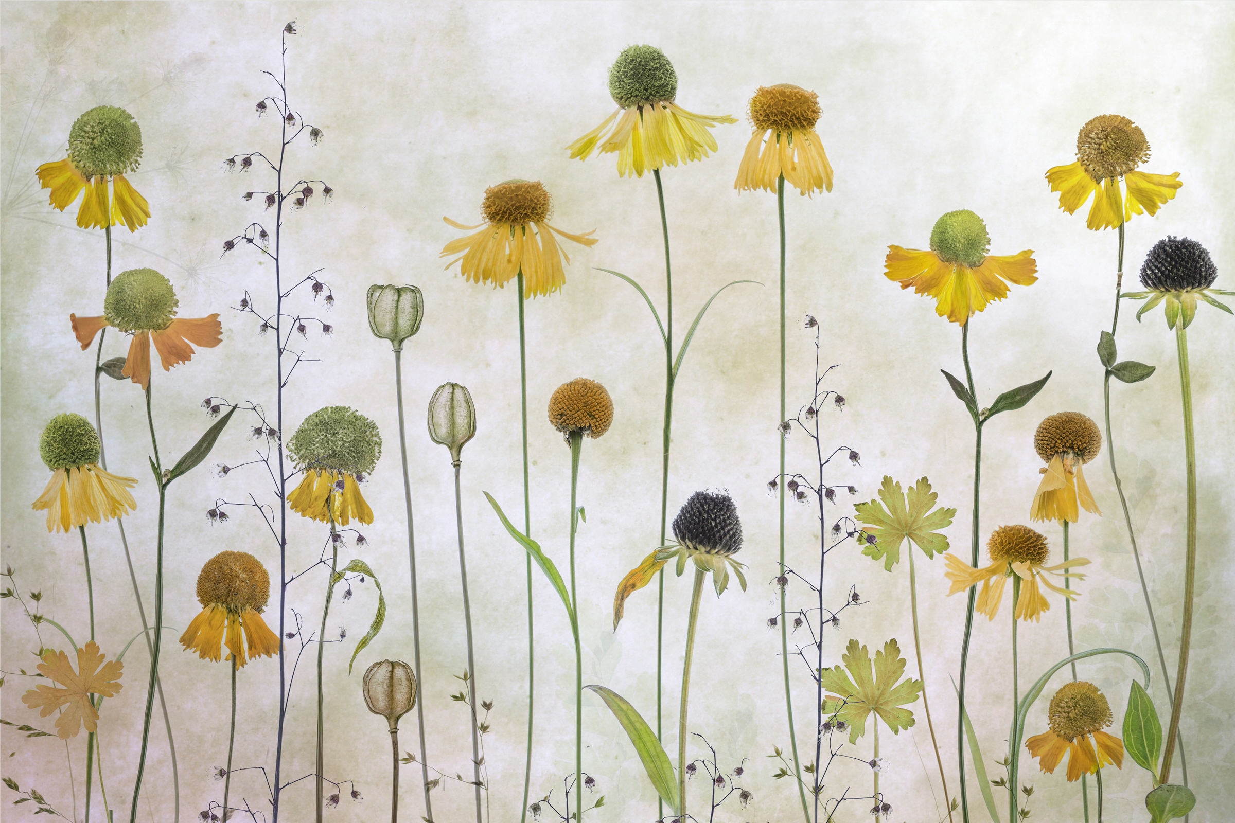 Papermoon Fototapete "Photo-Art MANDY DISHER, HELENIUM" günstig online kaufen