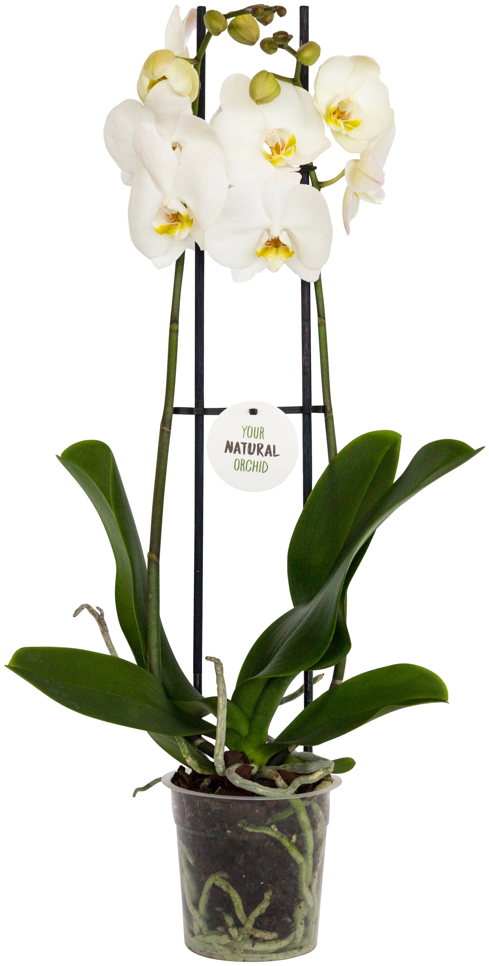 Dominik Zimmerpflanze »Schmetterlingsorchidee«, (1 St.), Höhe: 30 cm, 1 Pflanze kaufen