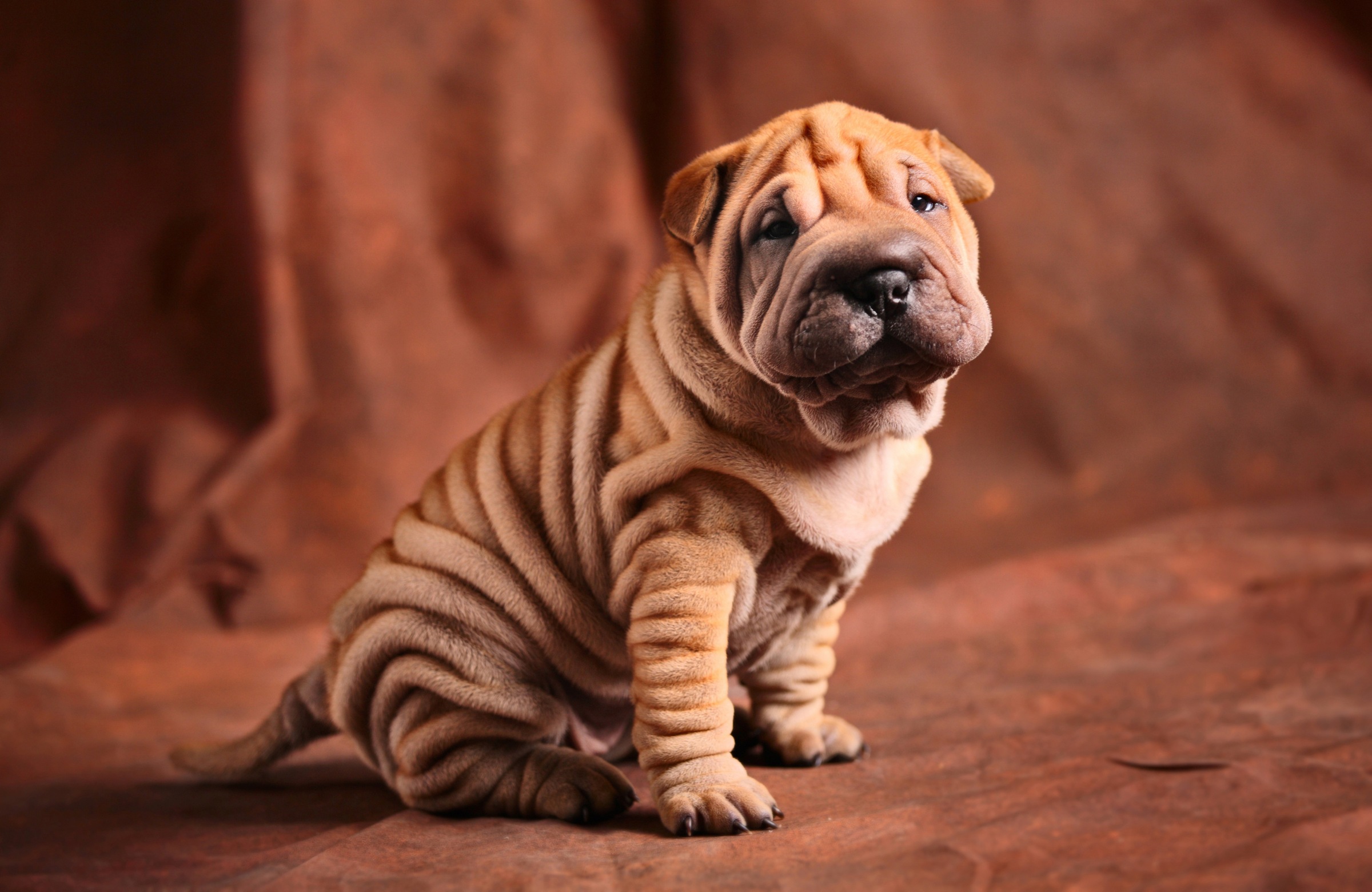 Papermoon "BULLDOG-TIERE HUND BULLDOGE HUNDE BLUMEN NATUR WANDDEKO"