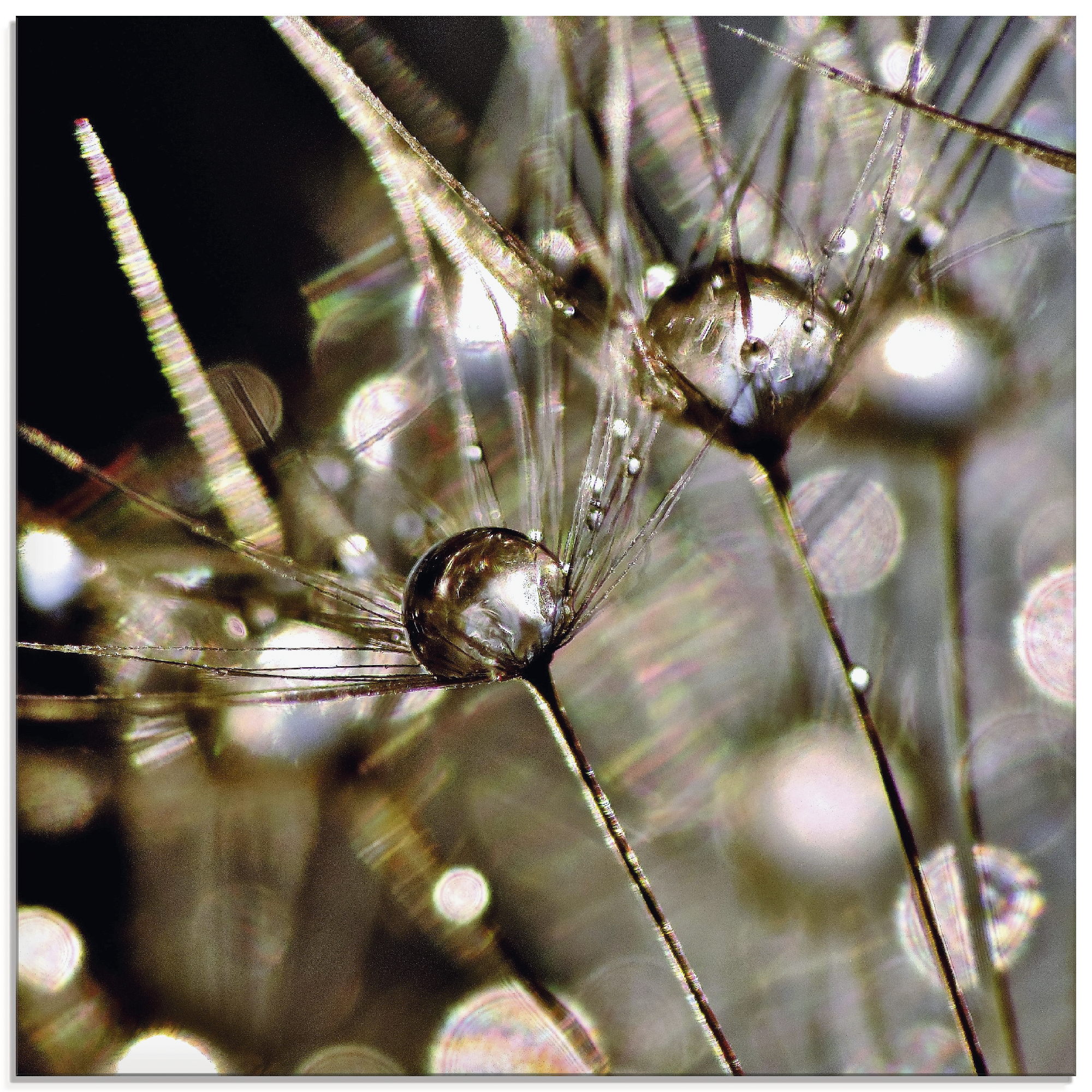 Artland Glasbild "Pusteblume mit Wasserperlen" Blumen 1 Stk. tlg. in verschiedenen Größen