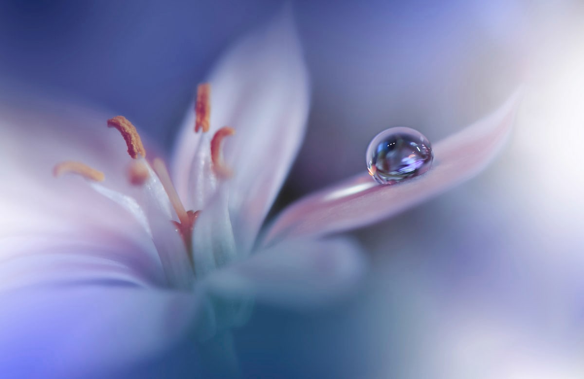 Papermoon Fototapete "Zen Wassertropfen mit Blume Makro"