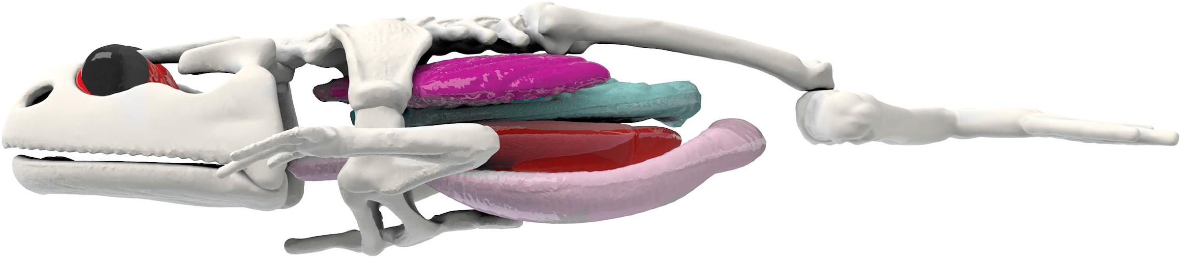 SIMBA Kreativset »Scout, Dissectit, Forscher Labor Frosch«