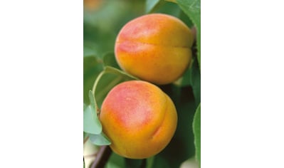 BCM Obstpflanze »Pfirsich-Aprikose 'Pfirsicose'«, (1 St.), Höhe: 80-100 cm, 1 Pflanze kaufen