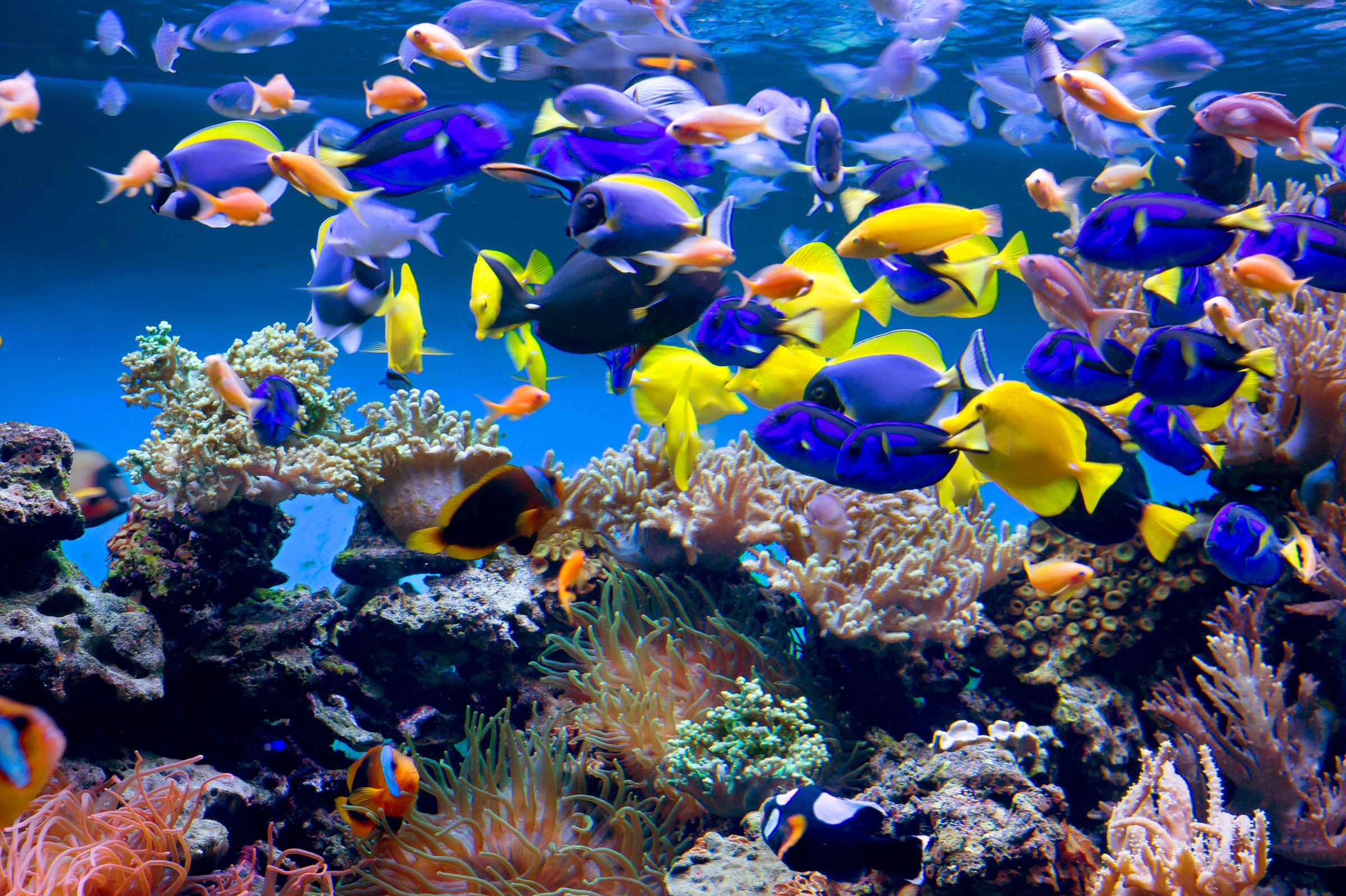 Papermoon Fototapete "Aquarium" glatt
