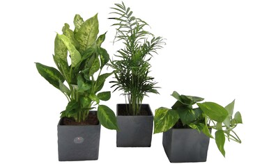 Dominik Zimmerpflanze »Palmen-Set«, (3 St.), Höhe: 30 cm, 3 Pflanzen in Dekotöpfen kaufen