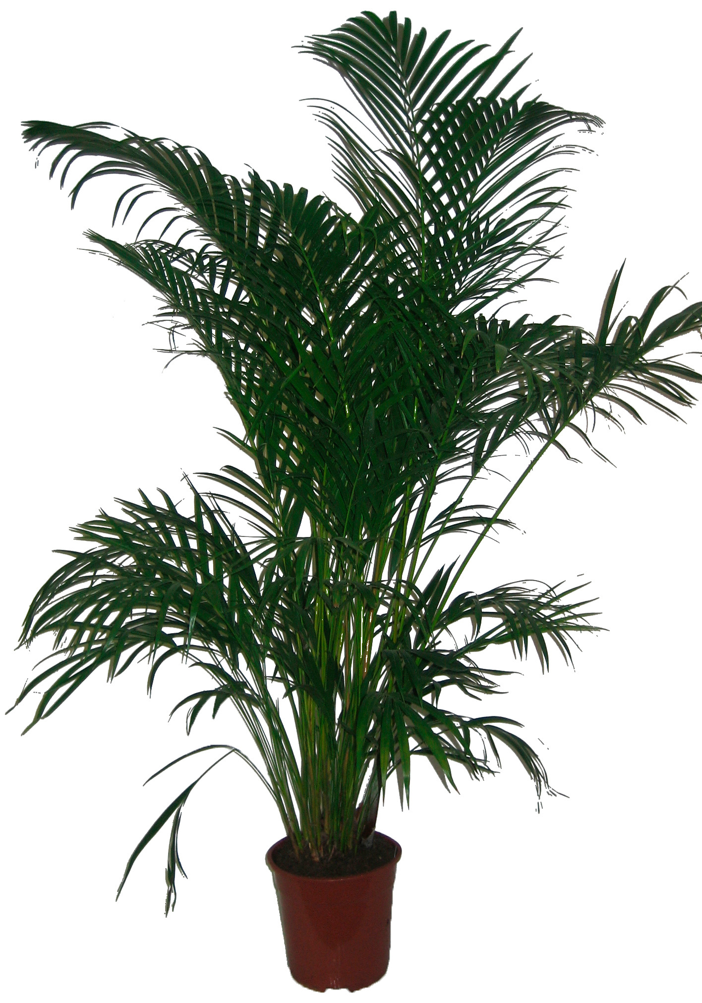 Zimmerpflanze »Goldfruchtpalme«, (1 St.), Zimmerpflanze