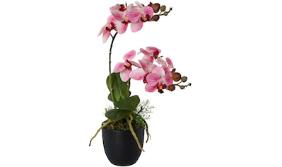 Creativ green Kunstorchidee »Phalaenopsis«, (1 St.), im Kunststofftopf kaufen