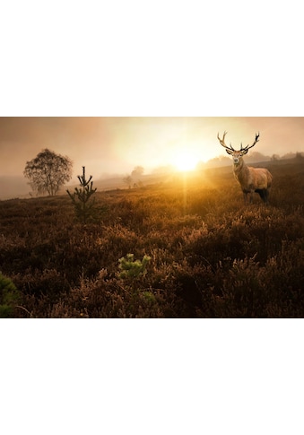 Fototapete »Hirsch in Landschaft«