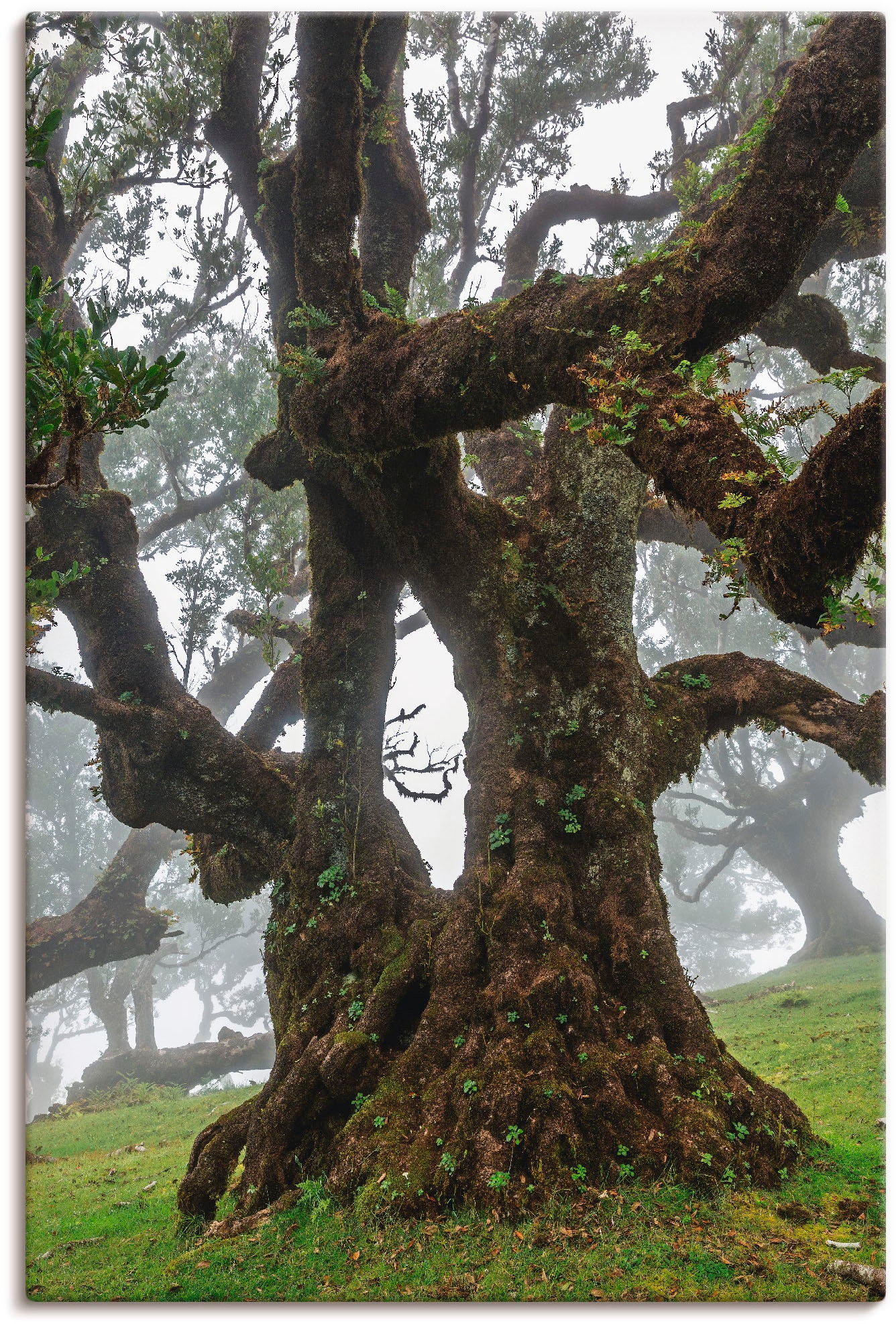 Artland Wandbild "Alter Lorbeerbaum", Bäume, (1 St.), als Leinwandbild, Poster in verschied. Größen