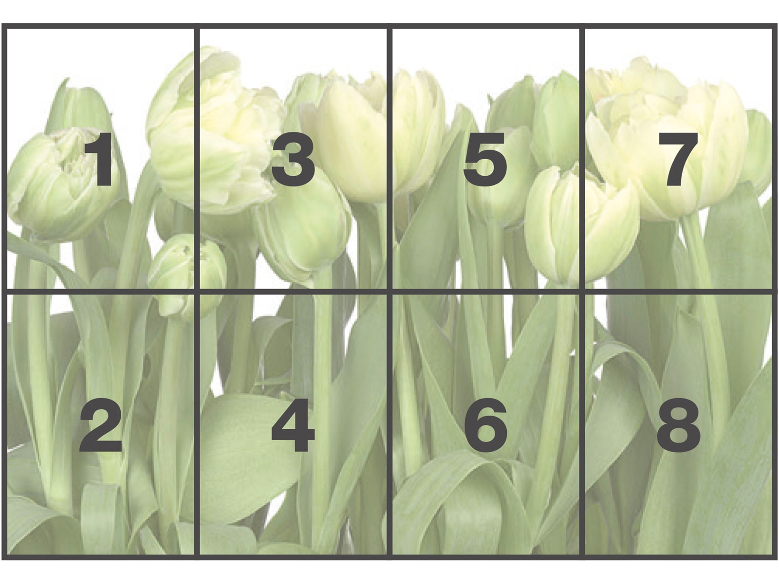 Komar Fototapete »Papier Fototapete - Tulips - Größe 368 x 254 cm« Motiv | bedruckt glatt