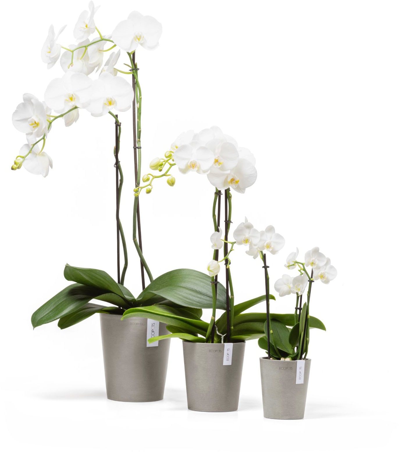 ECOPOTS Blumentopf »Morinda Orchidee 17 Taupe« für den Innenbereich