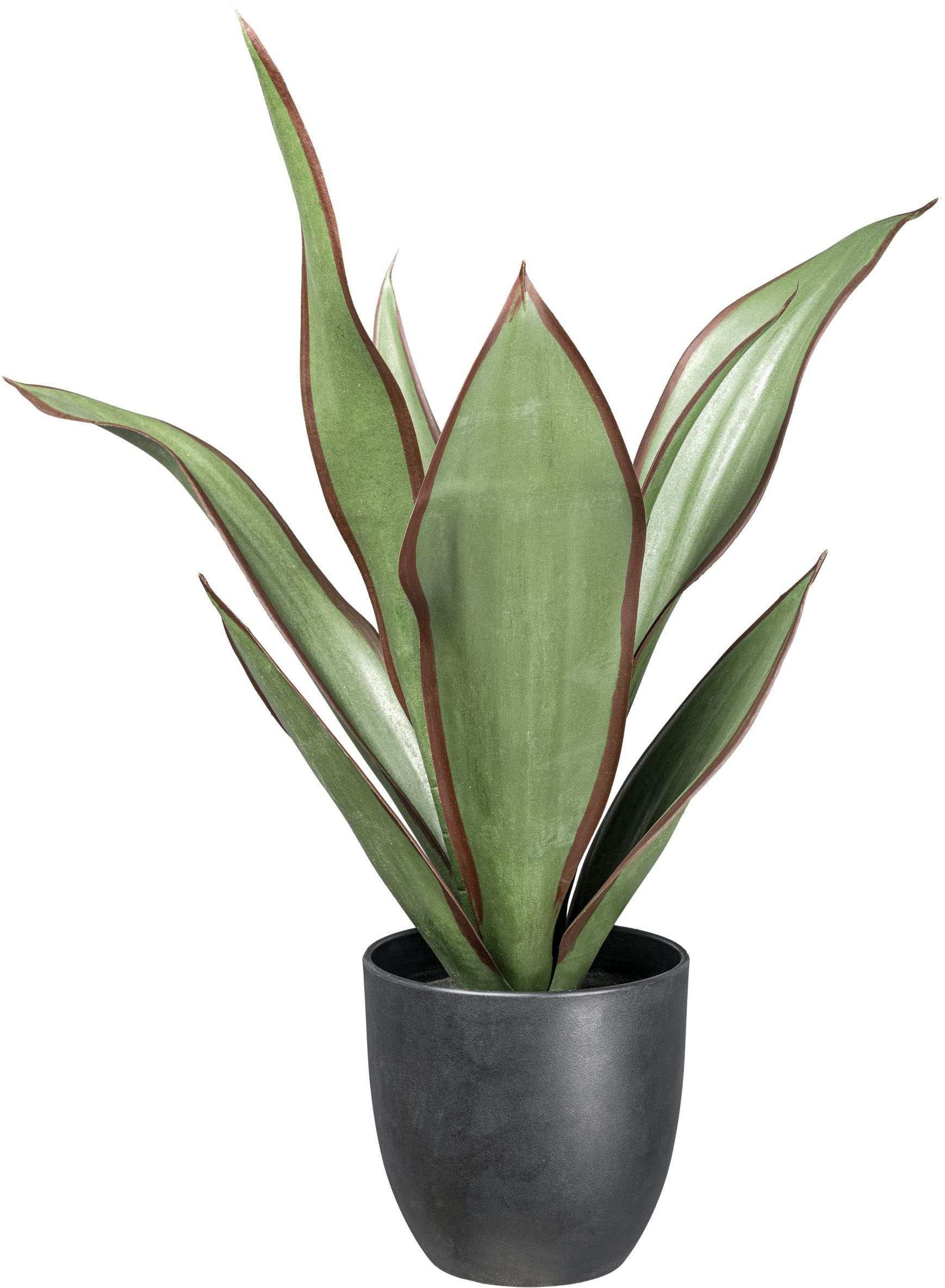 Creativ green Künstliche Zimmerpflanze "Sanseveria Black diamond", mit grün günstig online kaufen