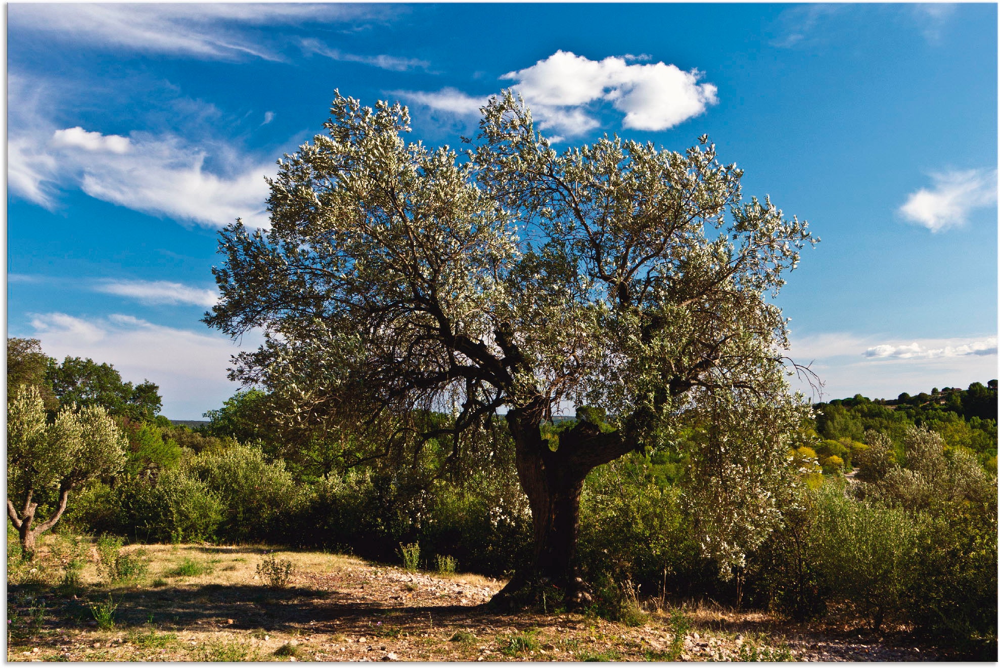 Artland Wandbild "Olivenbaum in Südfrankreich", Bäume, (1 St.), als Alubild, Outdoorbild, Leinwandbild, Poster in versch
