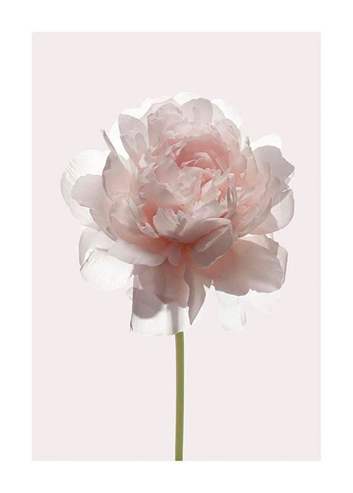 Komar Bild »Rose«, Blumen, (1 St.), Wandbild zur Dekoration - ohne Rahmen
