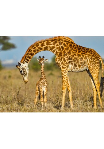 Papermoon Fototapetas »Masai Giraffe Protecting ...