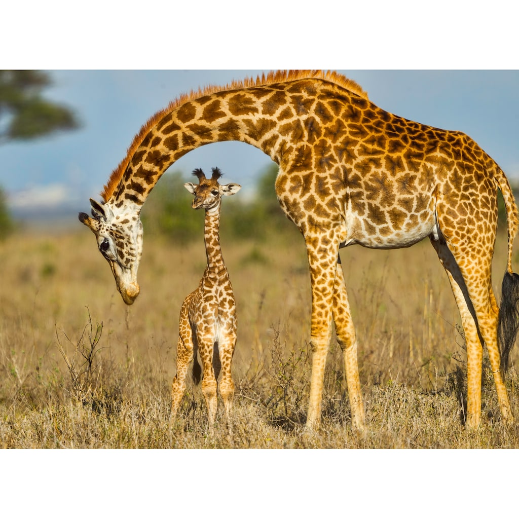 Papermoon Fototapete »Masai Giraffe Protecting Baby«