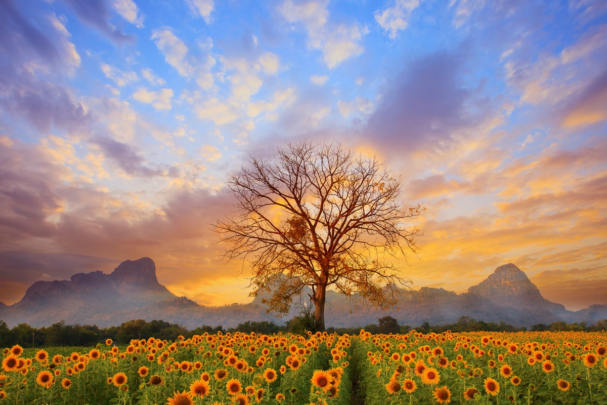 Papermoon Fototapete "Sonnenblumenlandschaft" günstig online kaufen