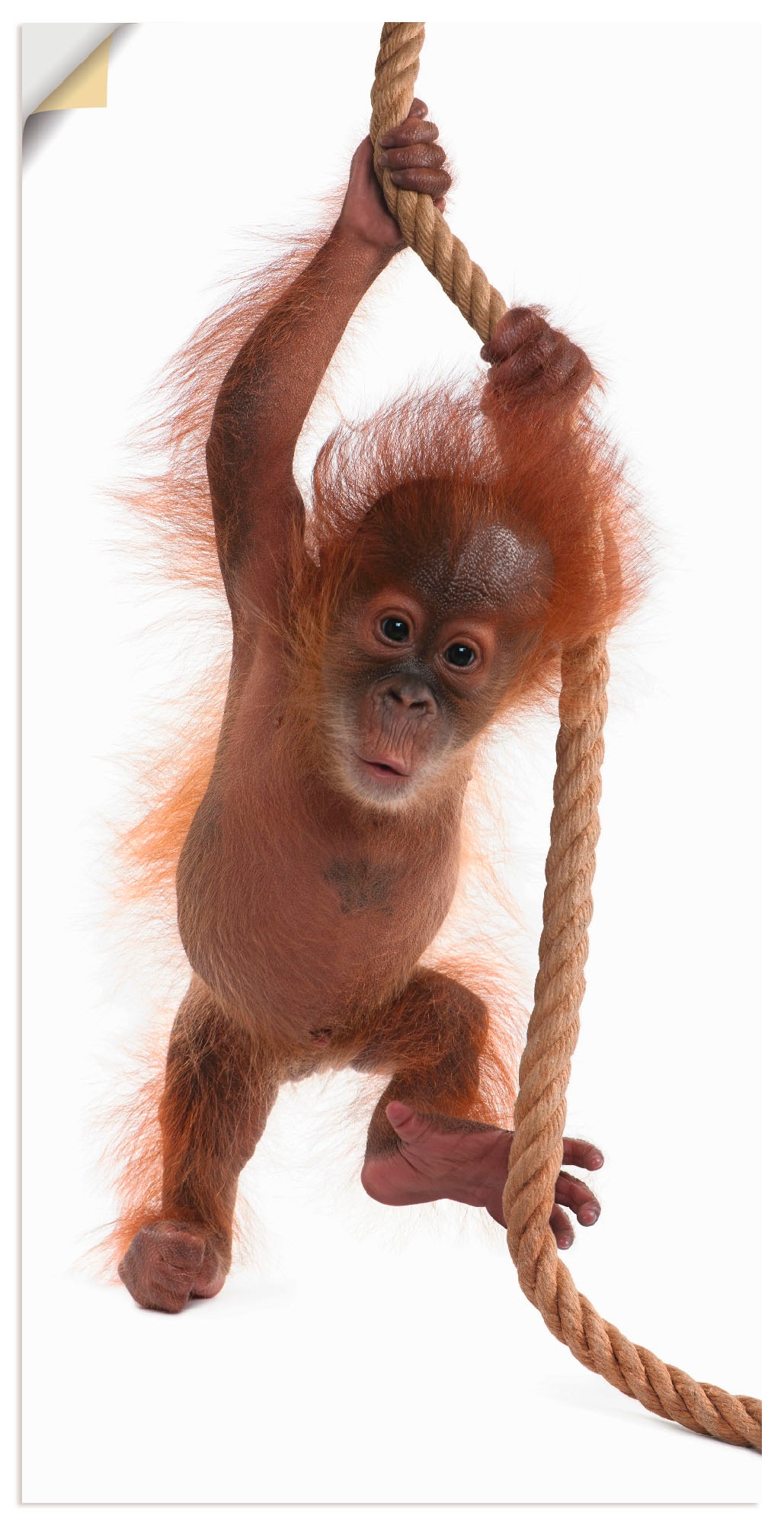 Artland Wandbild "Baby Orang Utan hängt am Seil I", Wildtiere, (1 St.), als günstig online kaufen