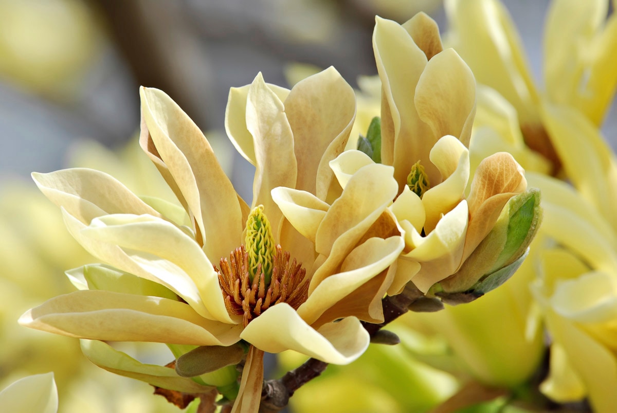 Papermoon Fototapete "Schmetterlinge Magnolie"