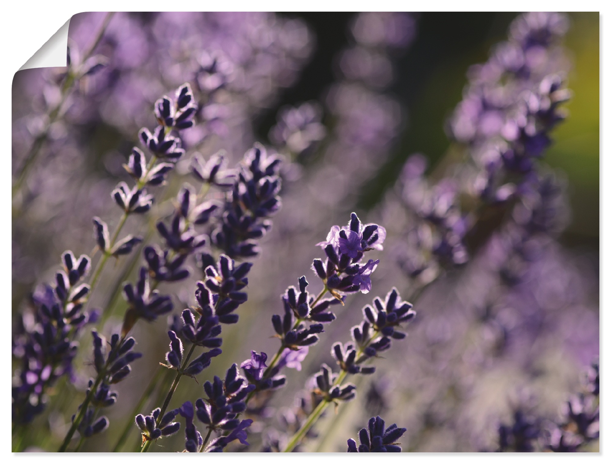 Artland Wandbild »Lavendel«, Blumen, Leinwandbild, als St.), versch. BAUR oder Wandaufkleber Größen in (1 bestellen | Poster