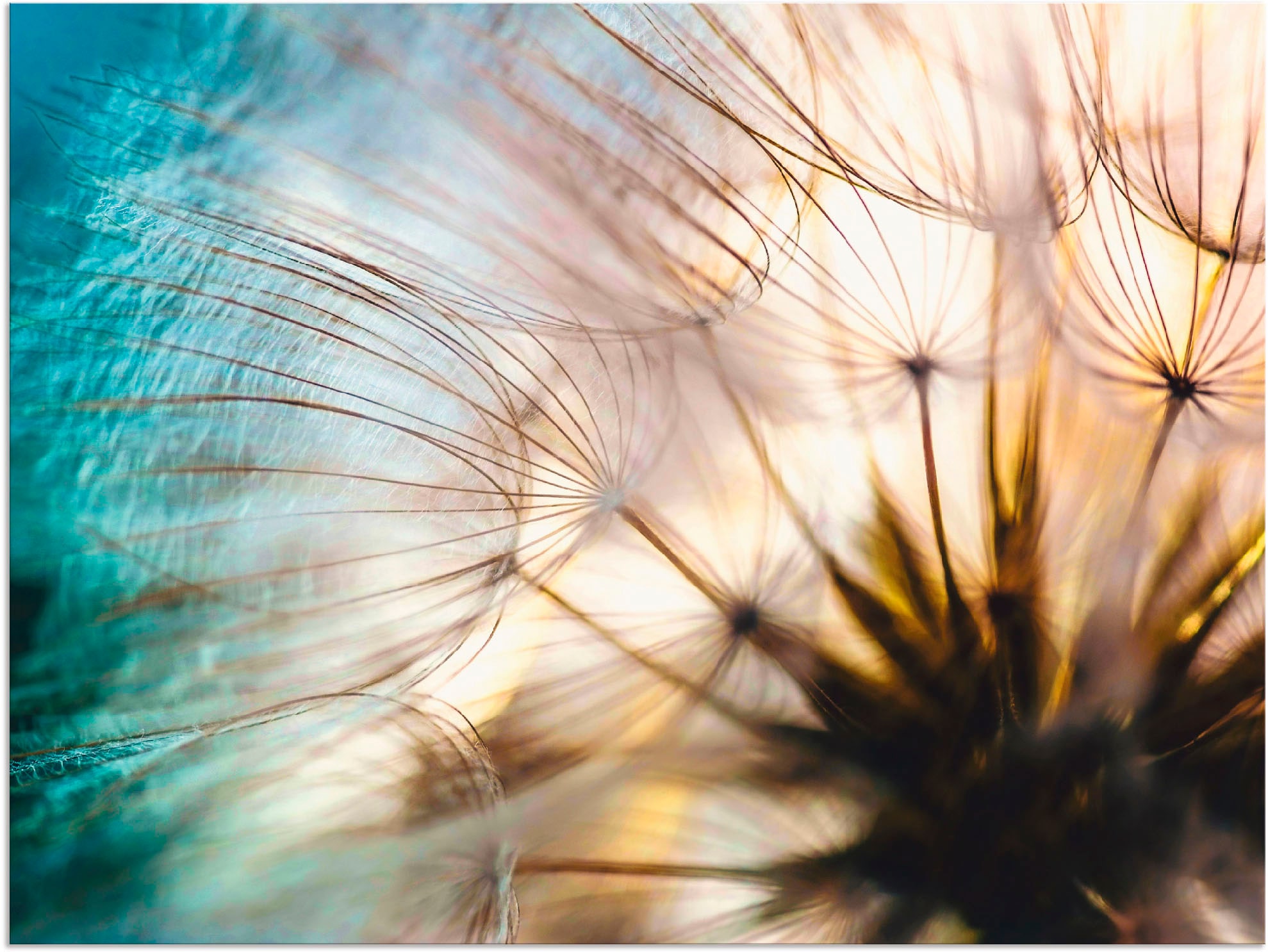 Artland "Pusteblume Makro abstrakt" Blumen 1 Stk. tlg. als Alubild, Leinwan günstig online kaufen