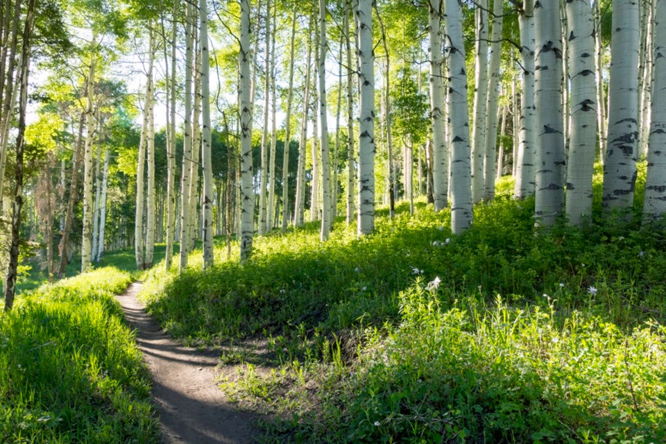 Papermoon Fototapete "Birch Hiking Trail"