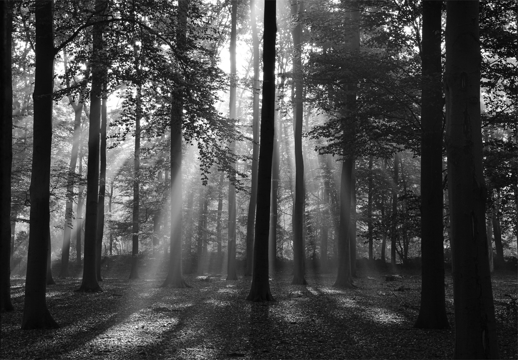 Papermoon Fototapete "Forrest morning in black & white" glatt