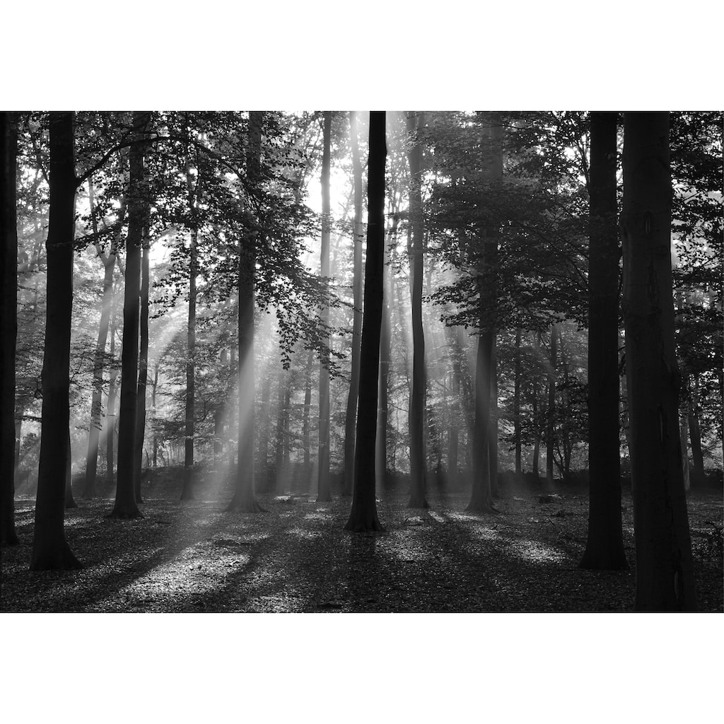 Papermoon Fototapete »Forrest morning in black & white«